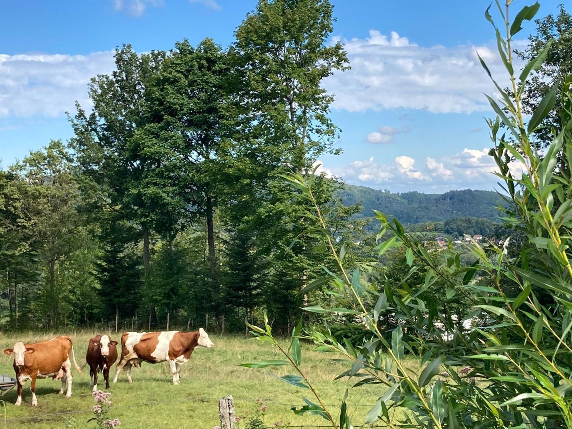 Vogesenparadies Kirchberg Exteriér fotografie